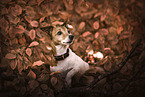 female Jack Russell Terrier