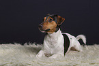 Jack Russell Terrier in studio