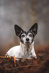 old Jack Russell Terrier