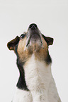 Jack Russell Terrier