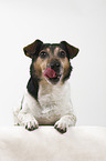 Jack Russell Terrier