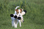 Jack Russell Terrier