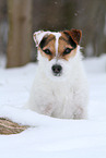 female Jack Russell Terrier in the snow