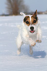 female Jack Russell Terrier in the snow