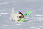 female Jack Russell Terrier in the snow