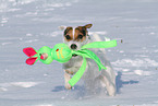 female Jack Russell Terrier in the snow