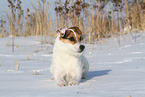 female Jack Russell Terrier in the snow