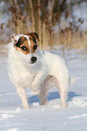 female Jack Russell Terrier in the snow