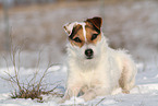 female Jack Russell Terrier in the snow