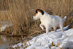 female Jack Russell Terrier in the snow