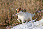 female Jack Russell Terrier in the snow