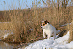 female Jack Russell Terrier in the snow