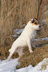 female Jack Russell Terrier in the snow