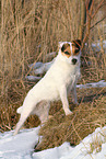 female Jack Russell Terrier in the snow