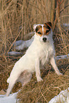 female Jack Russell Terrier in the snow