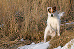 female Jack Russell Terrier in the snow