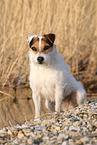 female Jack Russell Terrier