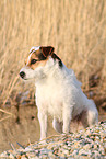 female Jack Russell Terrier