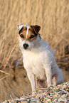 female Jack Russell Terrier