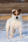 female Jack Russell Terrier in the snow