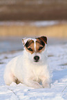 female Jack Russell Terrier in the snow