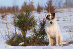 female Jack Russell Terrier in the snow