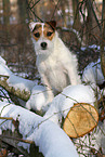 female Jack Russell Terrier in the snow