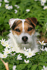 female Jack Russell Terrier in spring