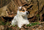 female Jack Russell Terrier in autumn