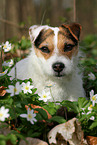 female Jack Russell Terrier in spring