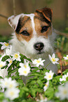 female Jack Russell Terrier in spring