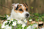 female Jack Russell Terrier in spring