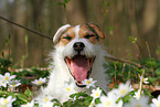 female Jack Russell Terrier in spring