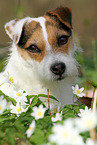 female Jack Russell Terrier in spring