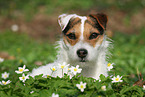 female Jack Russell Terrier in spring