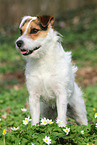 female Jack Russell Terrier in spring