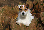 female Jack Russell Terrier in autumn