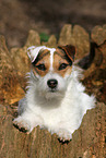 female Jack Russell Terrier in autumn