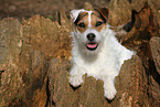 female Jack Russell Terrier in autumn