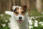 female Jack Russell Terrier in spring