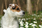 female Jack Russell Terrier in spring