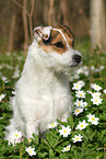 female Jack Russell Terrier in spring