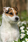 female Jack Russell Terrier in spring