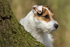 female Jack Russell Terrier in autumn