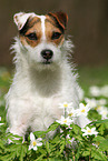 female Jack Russell Terrier in spring