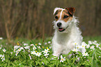 female Jack Russell Terrier in spring