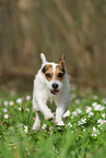 female Jack Russell Terrier in spring