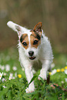 female Jack Russell Terrier in spring