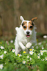 female Jack Russell Terrier in spring