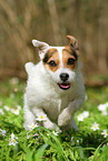 female Jack Russell Terrier in spring